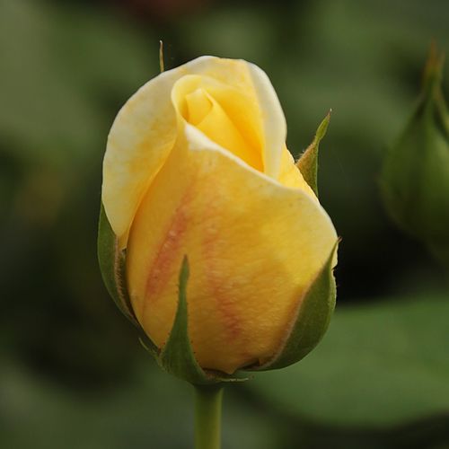Rosa Casino - galben - Trandafir copac cu trunchi înalt - cu flori teahibrid - coroană curgătoare